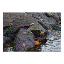 Starfish by the Ocean Photographic Print