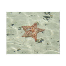 Starfish Canvas Prints