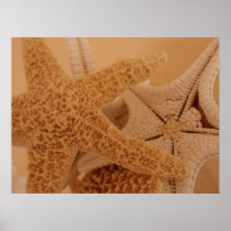 Starfish Canvas Print posters