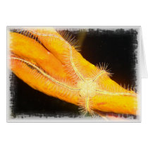 Starfish cards