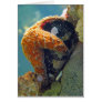 Starfish - Card