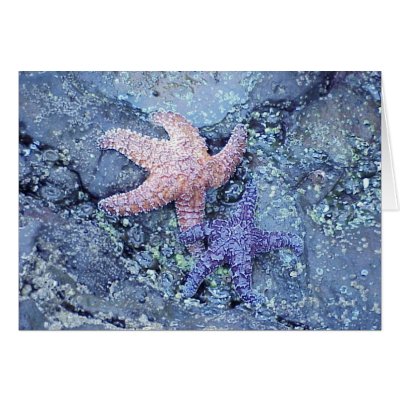 Starfish Greeting Card by zazzle4u
