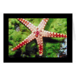 Starfish Cards