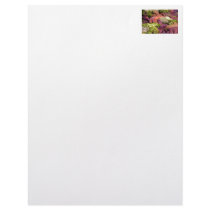 Starfish Closeup Photo Customized Letterhead