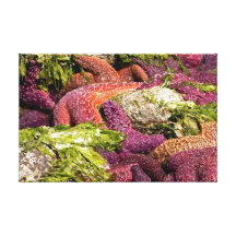 Starfish Closeup Photo Stretched Canvas Print