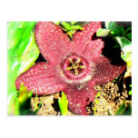 Starfish Flower - Purple Cactus/Succulent Flower Postcards