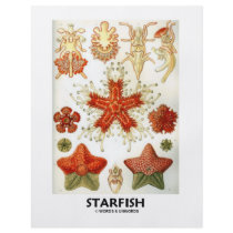 Starfish Flyers