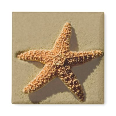 Starfish Fridge Magnets