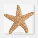 Starfish isolated on white magnet