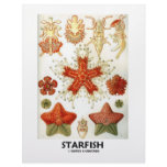 Starfish Personalized Letterhead