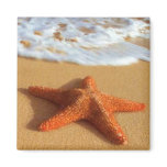 Starfish Magnet