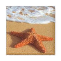 Starfish Magnet by screwballgraphics Starfish Magnet