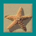 Starfish magnets by TDSwhite Starfish magnets