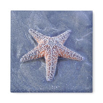 Starfish magnets by ggbythebay Starfish magnets