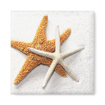 Starfish Magnet