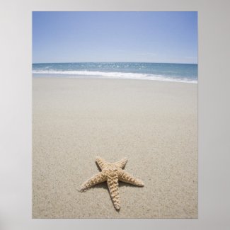 Starfish on beach by Atlantic Ocean Poster