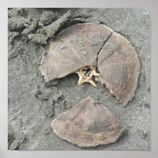 Starfish on Beach print