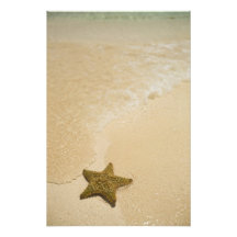 Starfish on sandy beach, Gibbs Cay Land and Photographic Print