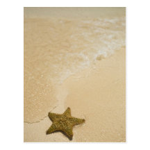 Starfish on sandy beach, Gibbs Cay Land and Postcard