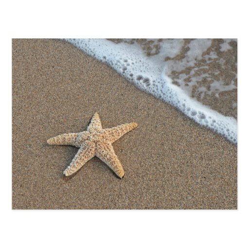 Starfish on the beach postcard