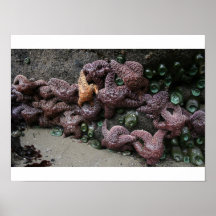Starfish Party Poster