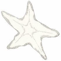 Starfish Photo Sculpture photo sculptures