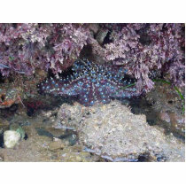 Starfish photo sculptures