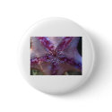 starfish,pink buttons
