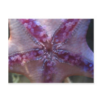 starfish,pink postcards by pinkypetals starfish,pink postcards