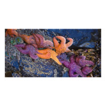 Starfish Pisaster Ochraceus & Ochre Sea Star Personalized Photo Card