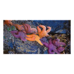 Starfish Pisaster Ochraceus &amp; Ochre Sea Star Personalized Photo Card
