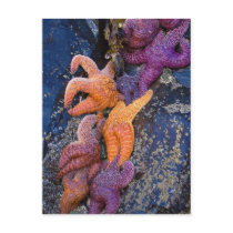 Starfish Pisaster Ochraceus & Ochre Sea Star Post Card