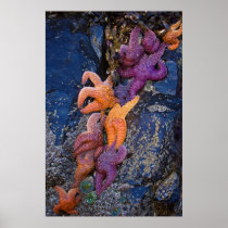 Starfish Pisaster Ochraceus & Ochre Sea Star Posters