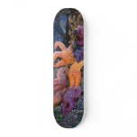 Starfish Pisaster Ochraceus &amp; Ochre Sea Star Skate Deck