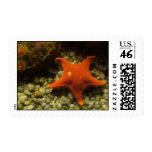 STARFISH