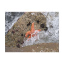 Starfish postcards by PhotoDigital Starfish postcards