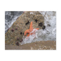 Starfish postcards by PhotoDigital Starfish postcards