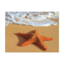 Starfish Postcard by screwballgraphics Starfish Postcard