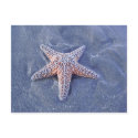 Starfish postcards by ggbythebay Starfish postcards