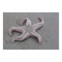 Starfish! posters by kmflasch Starfish! posters