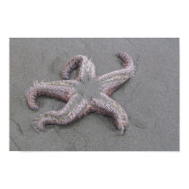 Starfish! posters by kmflasch Starfish! posters