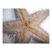 Starfish posters by jeaned62803 Starfish posters