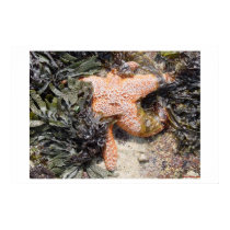 Starfish posters by xanscreations Starfish posters
