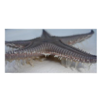 Starfish posters by jeaned62803 Starfish posters