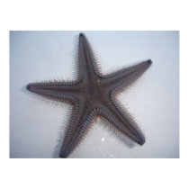 Starfish posters by jeaned62803 Starfish posters