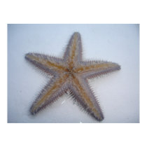Starfish posters by jeaned62803 Starfish posters