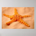Starfish posters