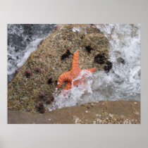 Starfish Poster