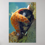 Starfish - Print