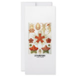 Starfish Rack Card Design